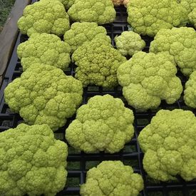 Vitaverde, Cauliflower Seeds